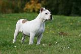 BOULEDOGUE AMERICAIN 266